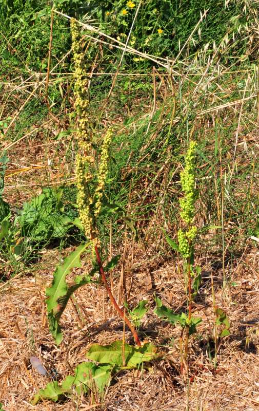 Rumex crispus / Romice crespo